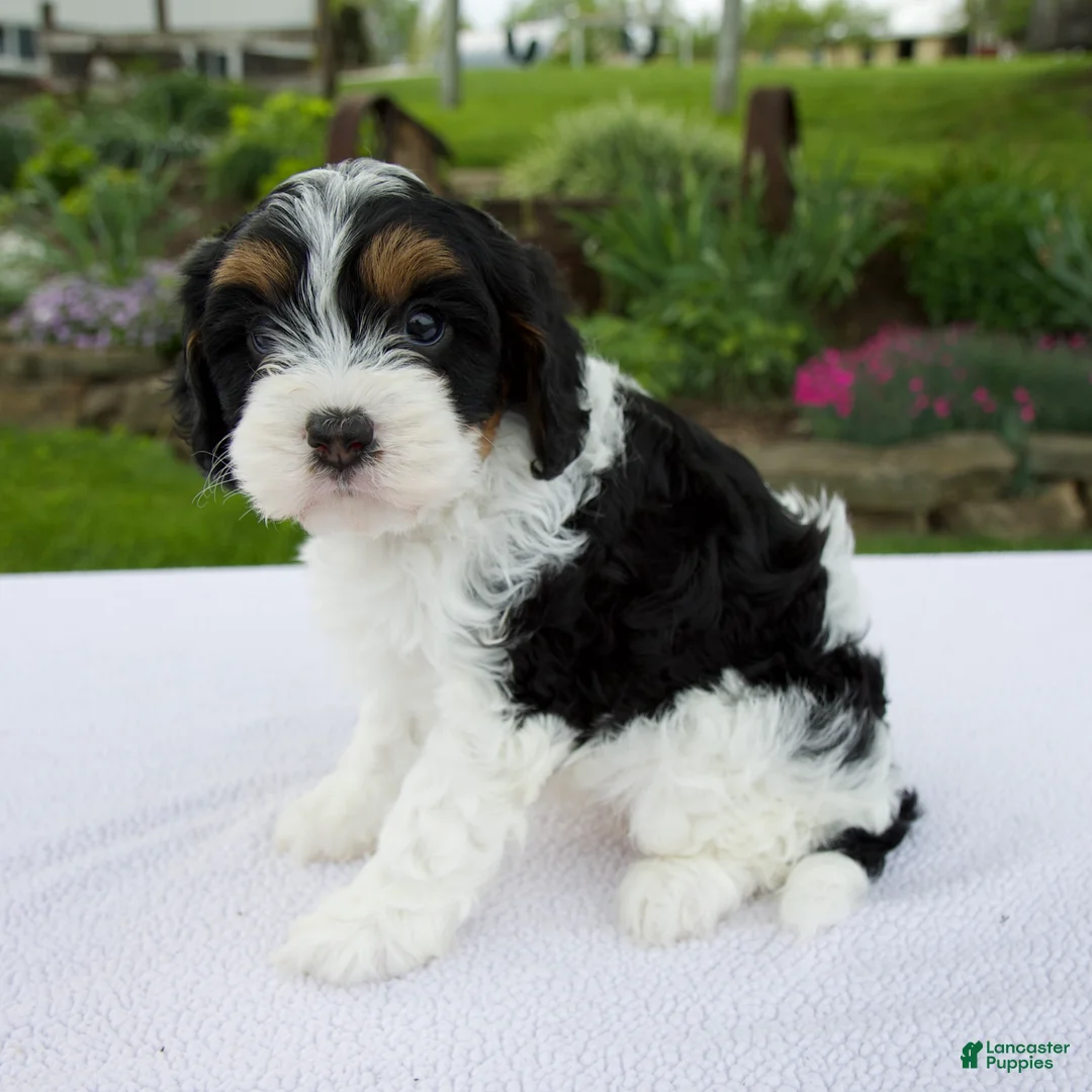 Cavapoo dogs for sale: Joy - Ad 2