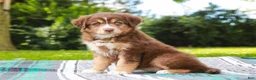 Australian Shepherd dogs for sale: Whisper - Ad 3