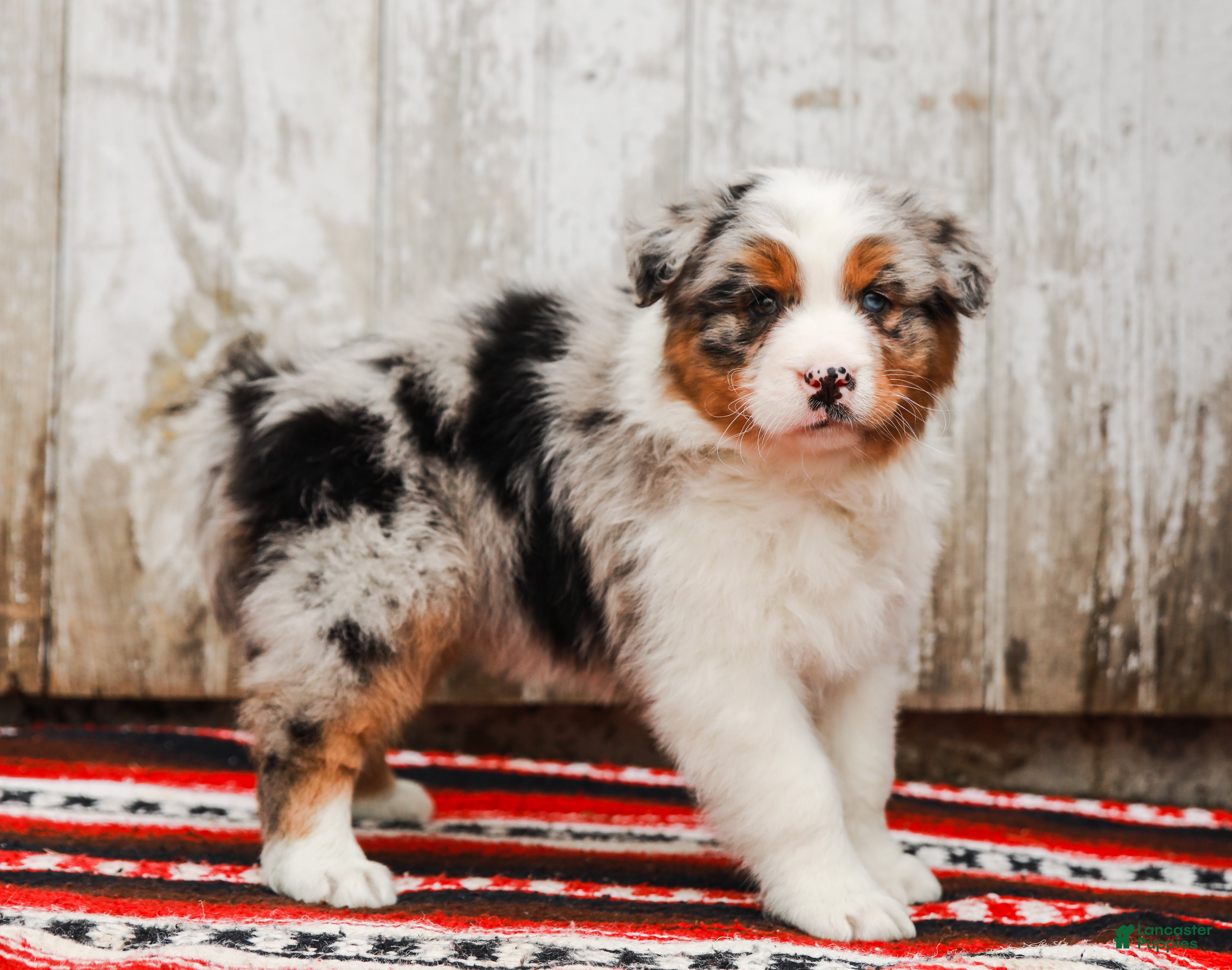 Australian Shepherd dogs Sheriff - Ad 2