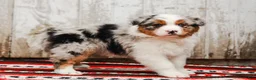 Australian Shepherd dogs for sale: Sheriff - Ad 8