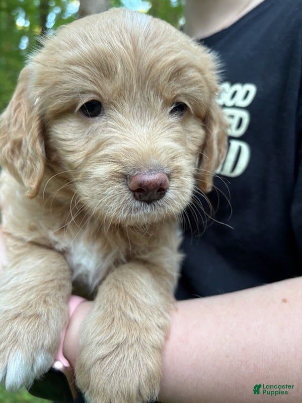Mixed Breed dogs for sale: Gigi - Ad 3