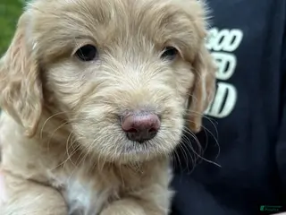 Mixed Breed dogs for sale: Gigi - Ad 3