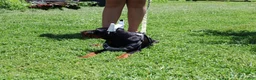 Doberman Pinscher dogs for sale: White - Ad 7