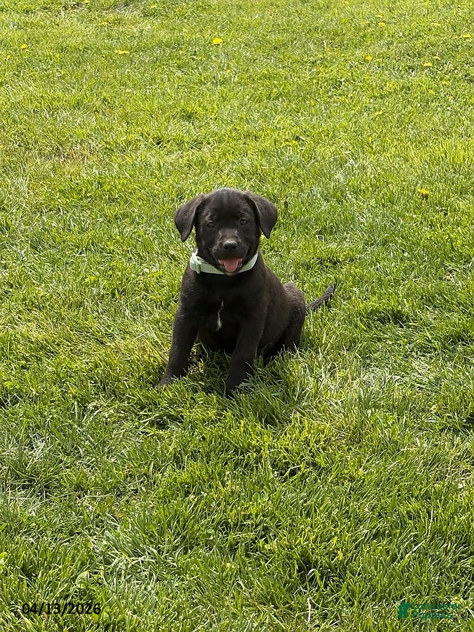 Mixed Breed dogs Carmel - Ad 33