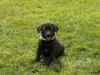 Mixed Breed dogs Carmel - Ad 36