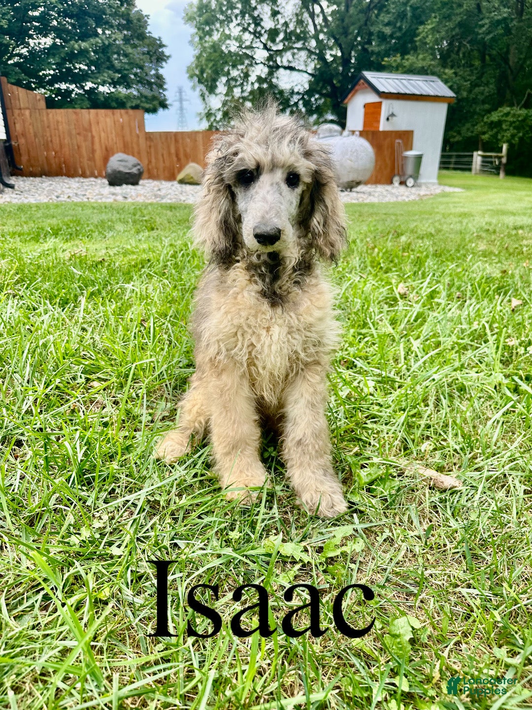 Standard Poodle dogs Isaac - Ad 1