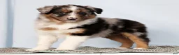 Australian Shepherd dogs for sale: Jerry - Ad 5