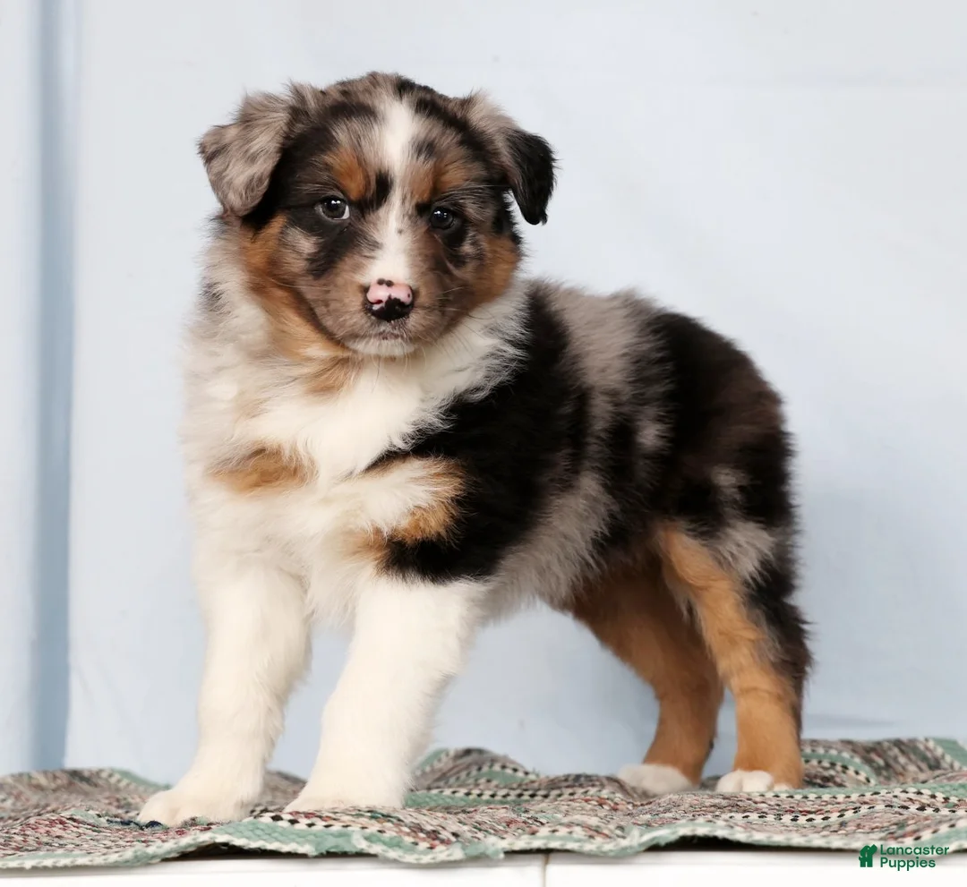 Australian Shepherd dogs for sale: Jerry - Ad 5