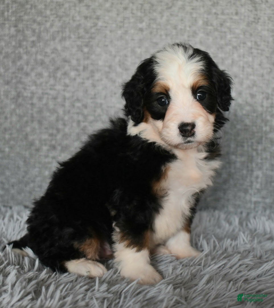 Mini Bernedoodle dogs Holly  - Ad 39
