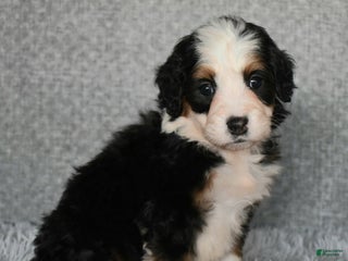 Mini Bernedoodle dogs Holly - Ad 34