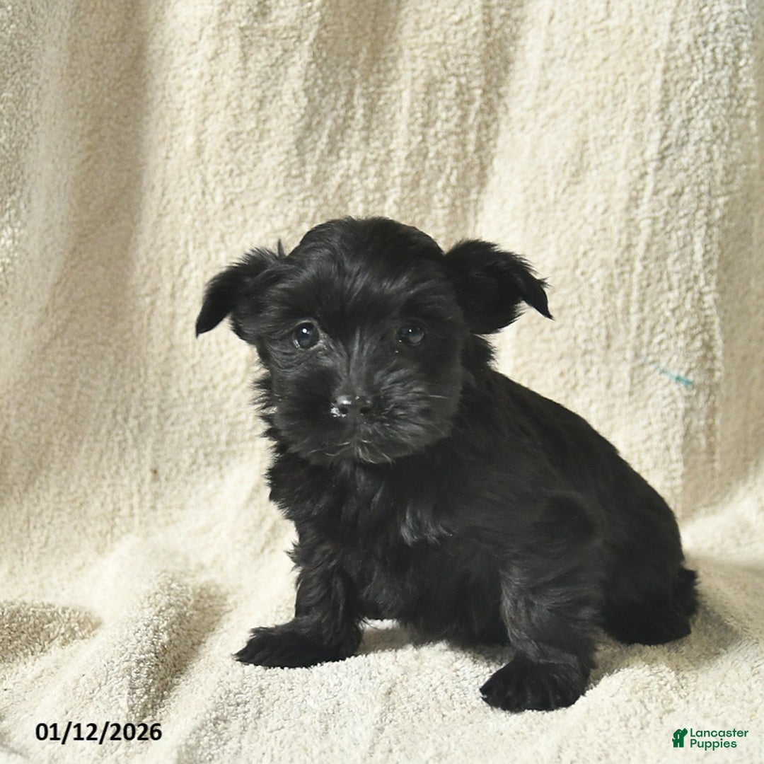 Mixed Breed dogs for sale: Waffles  - Ad 3