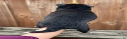Pomsky dogs for sale: Flint - Ad 5