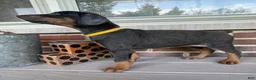 Doberman Pinscher dogs for sale: Rogue - Ad 1