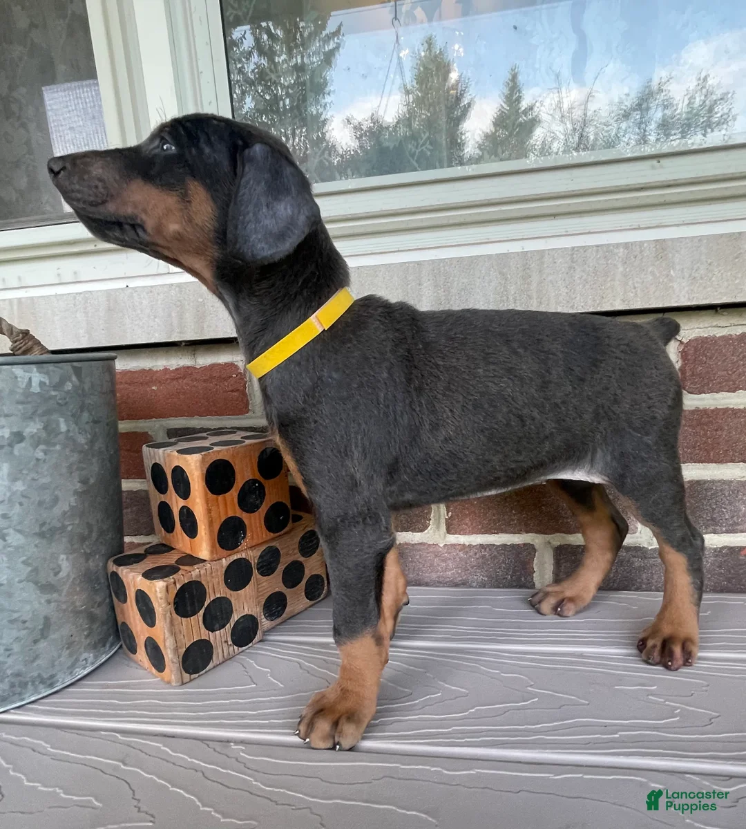 Doberman Pinscher dogs for sale: Rogue - Ad 1