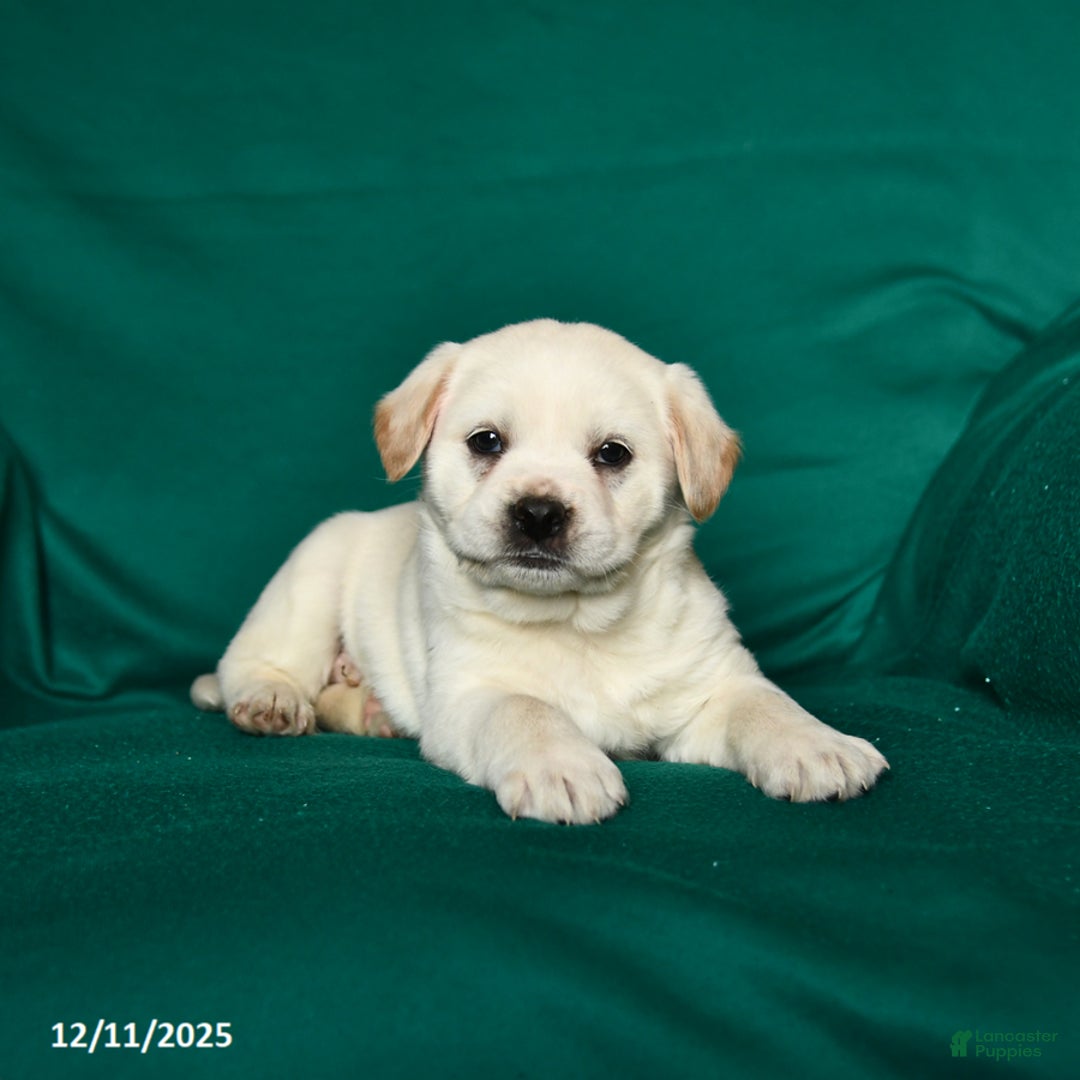 Mixed Breed dogs for sale: Stoney - Ad 2