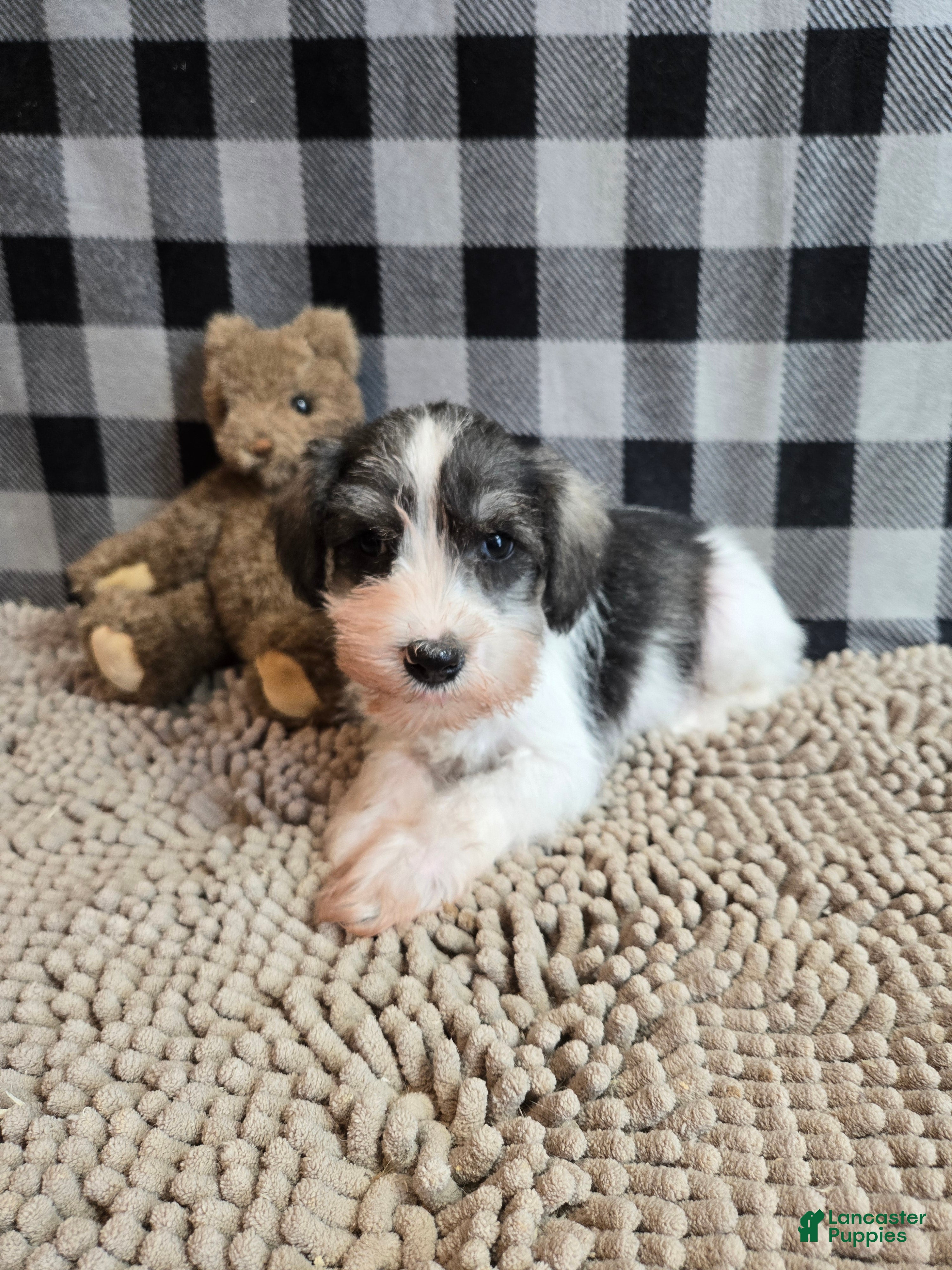 Miniature Schnauzer dogs Scoobie - Ad 2