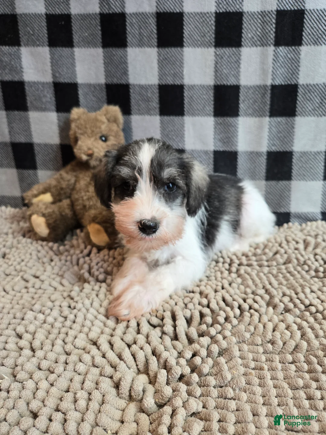 Miniature Schnauzer dogs for sale: Scoobie - Ad 2