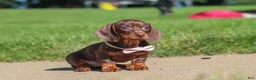 Miniature Dachshund dogs for sale: Lily - Ad 3