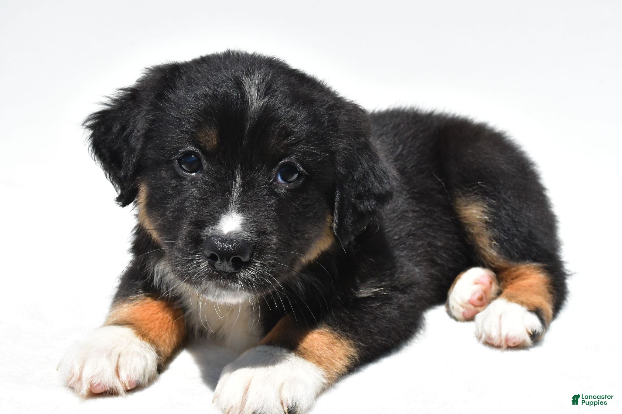 Australian Shepherd dogs Fluffy - Ad 1