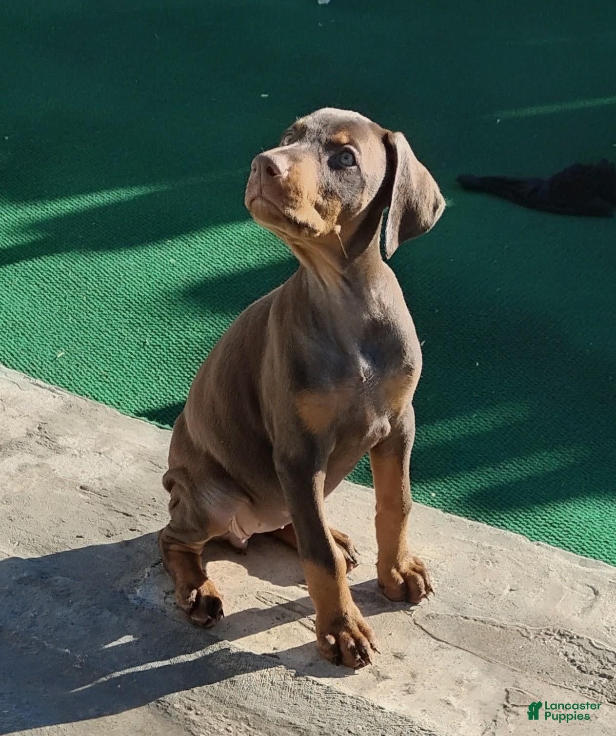 Doberman Pinscher dogs for sale: Doberman Pinscher 2 - Ad 2