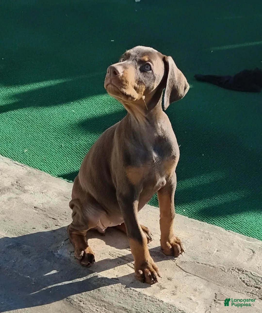 Doberman Pinscher dogs for sale: Doberman Pinscher 2 - Ad 2