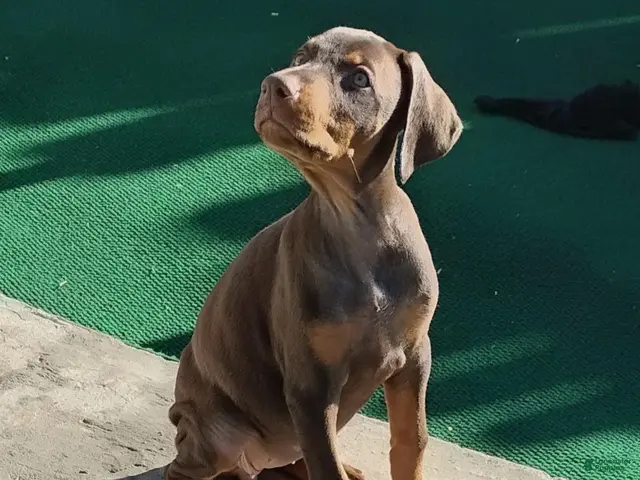 Doberman Pinscher dogs for sale: Doberman Pinscher 2 - Ad 2
