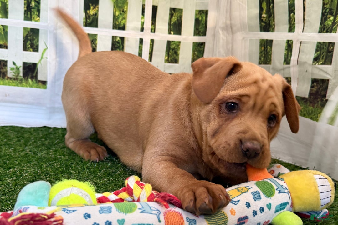 Mixed Breed dogs for sale: Mixed Breed Puppy 3 - Ad 12