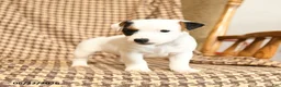 Jack Russell Terrier dogs for sale: Billy - Ad 3