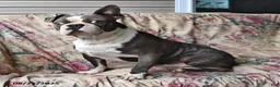 Boston Terrier dogs for sale: Lucky - Ad 5
