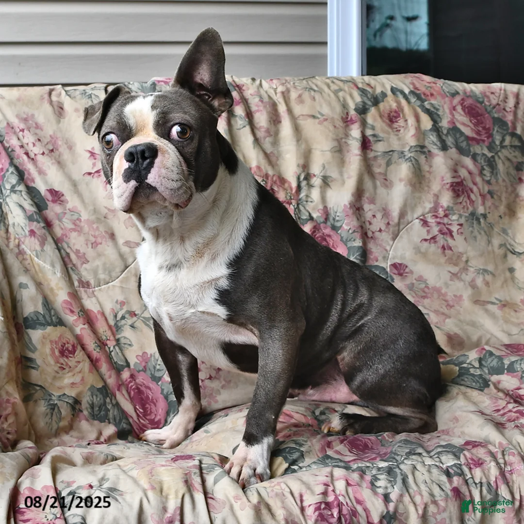 Boston Terrier dogs for sale: Lucky - Ad 5