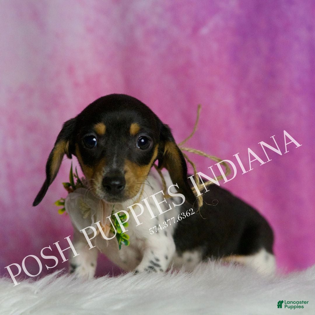 Miniature Dachshund dogs for sale: Dottie - Ad 4