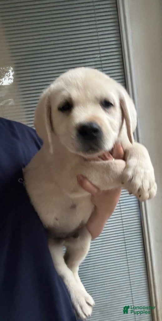 Labrador Retriever dogs for sale: Bentley_Male - Ad 6