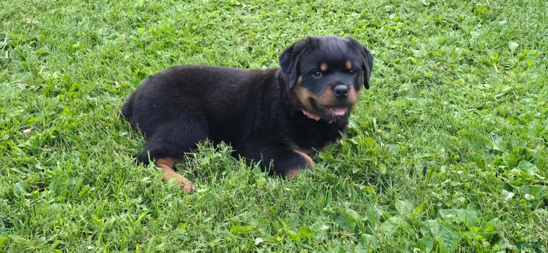 Rottweiler dogs Rottweiler 1 - Ad 2