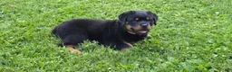 Rottweiler dogs for sale: Rottweiler 1 - Ad 2