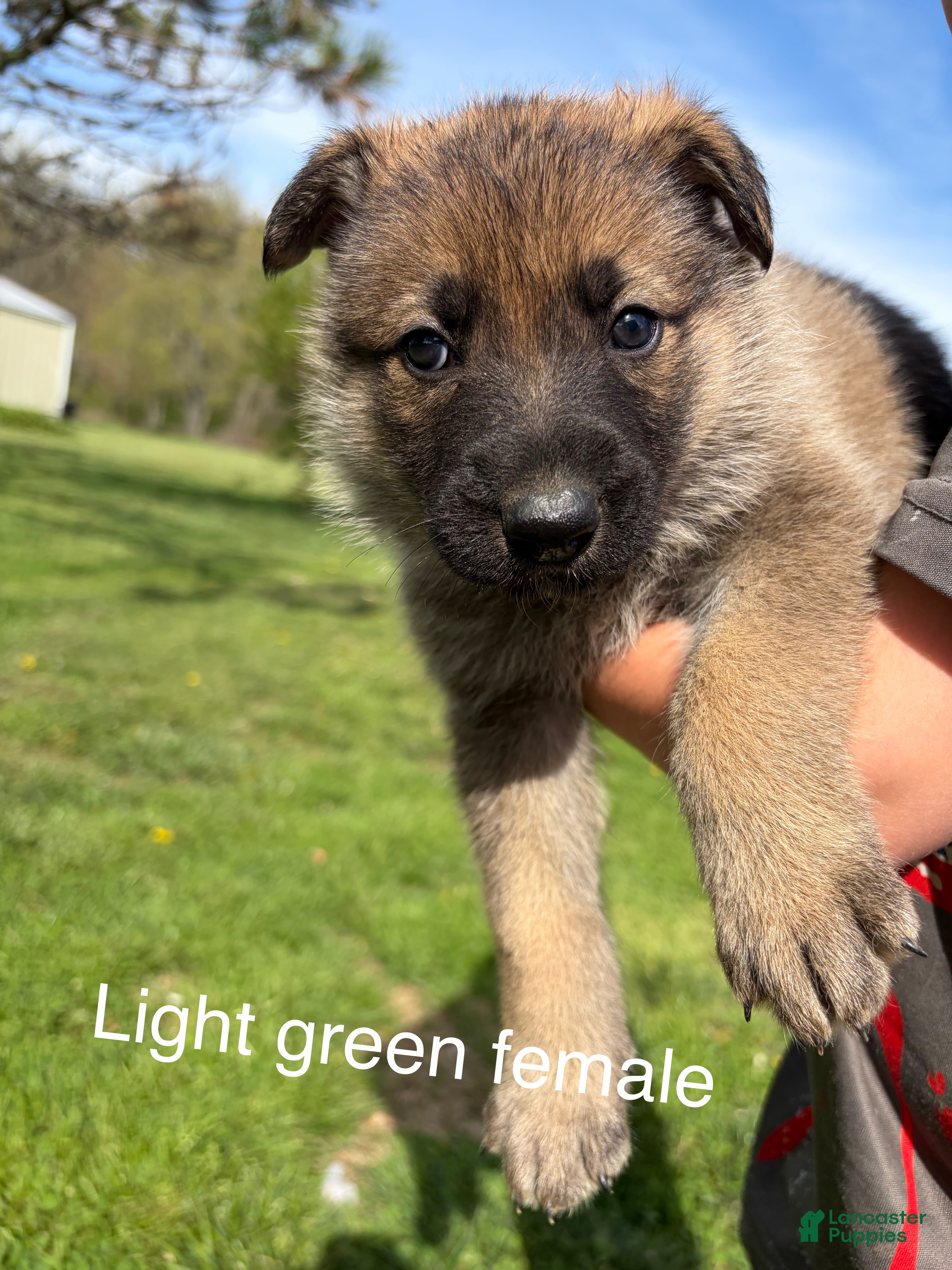 German Shepherd dogs German Shepherd  - Ad 1