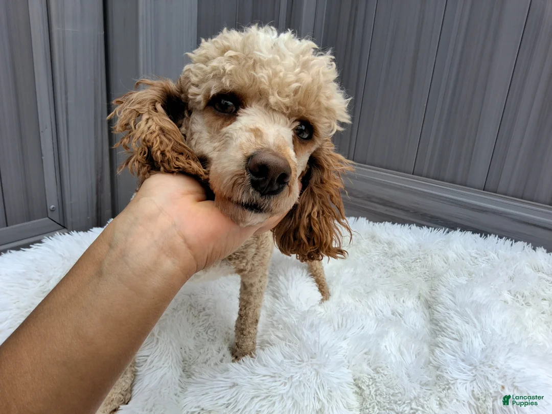 Miniature Poodle dogs for sale: Bingo - Ad 2