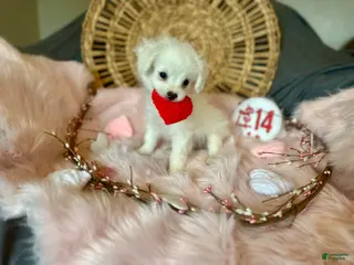 Mixed Breed dogs Snow White - Ad 20