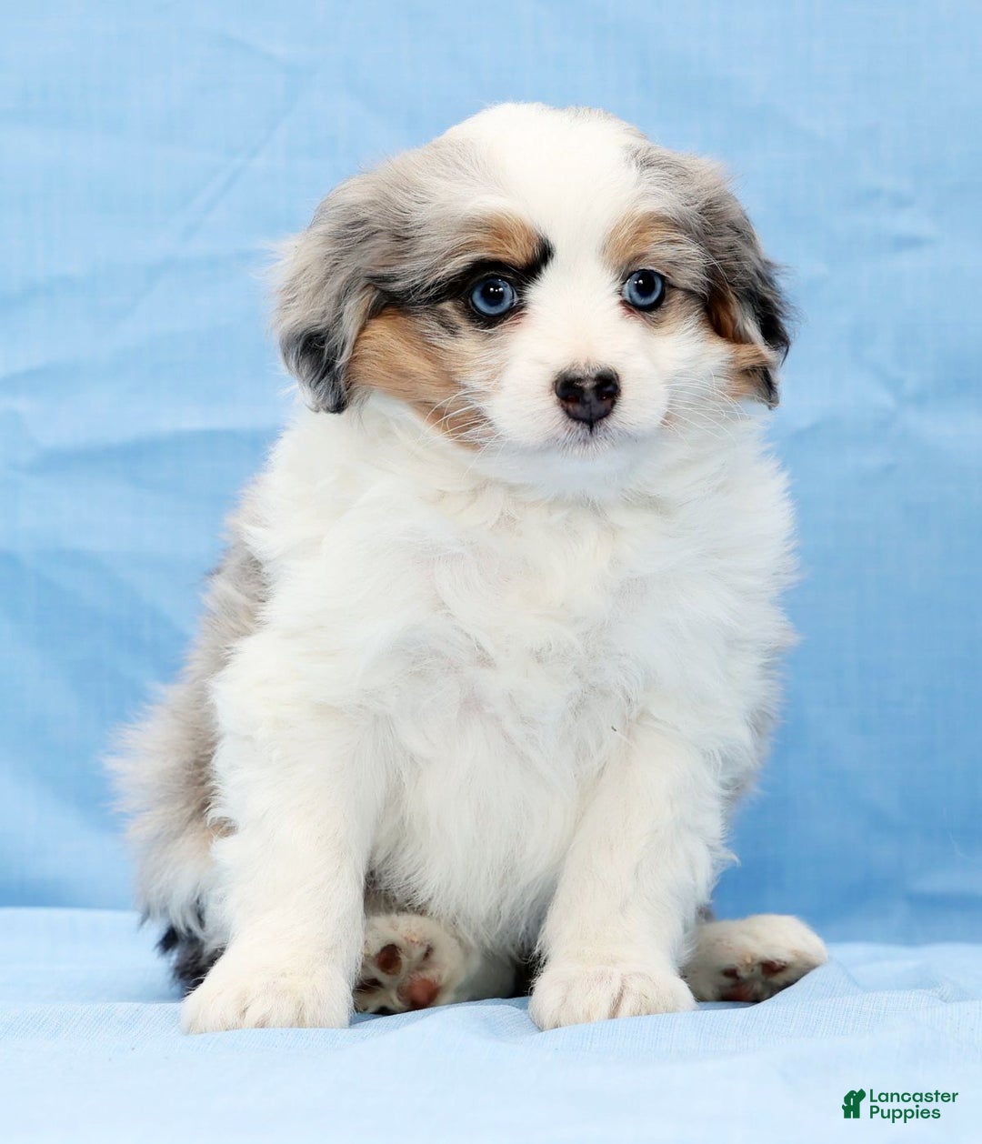 Mini Aussiedoodle dogs for sale: Winnie - Ad 4