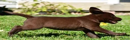 Labrador Retriever dogs for sale: Chino - Ad 6