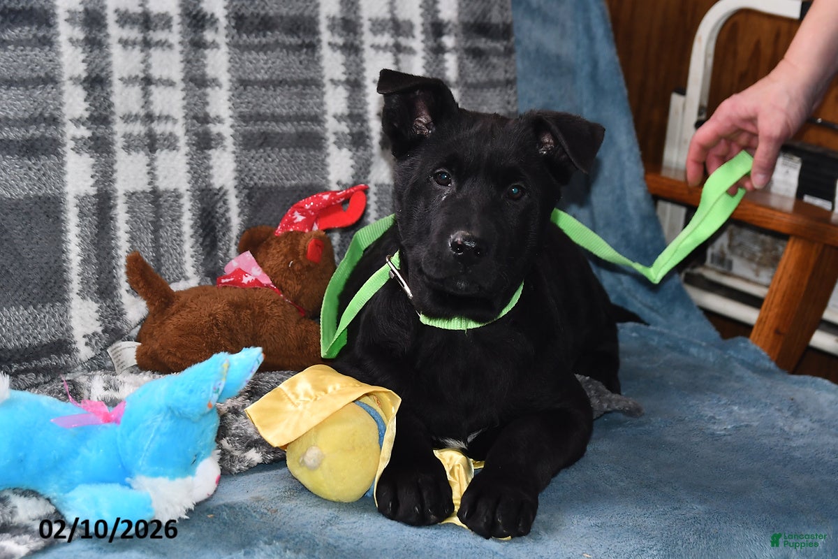 Belgian Malinois dogs Pepper - Ad 2