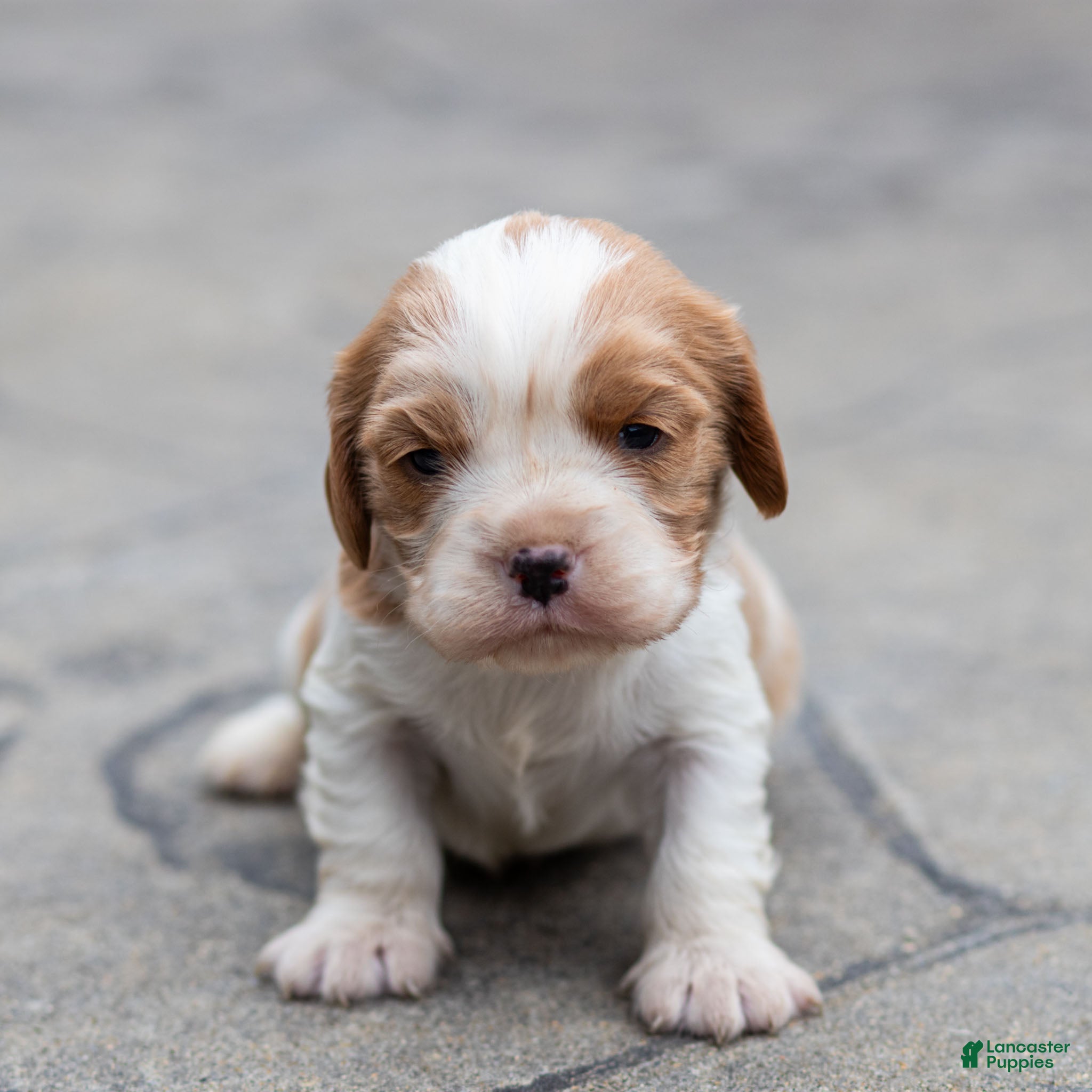 Cavalier King Charles Spaniel dogs Peter Cavalier King Charles Spaniel Puppy  - Ad 1