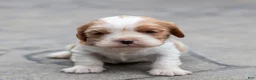 Cavalier King Charles Spaniel dogs for sale: Peter Cavalier King Charles Spaniel Puppy  - Ad 1