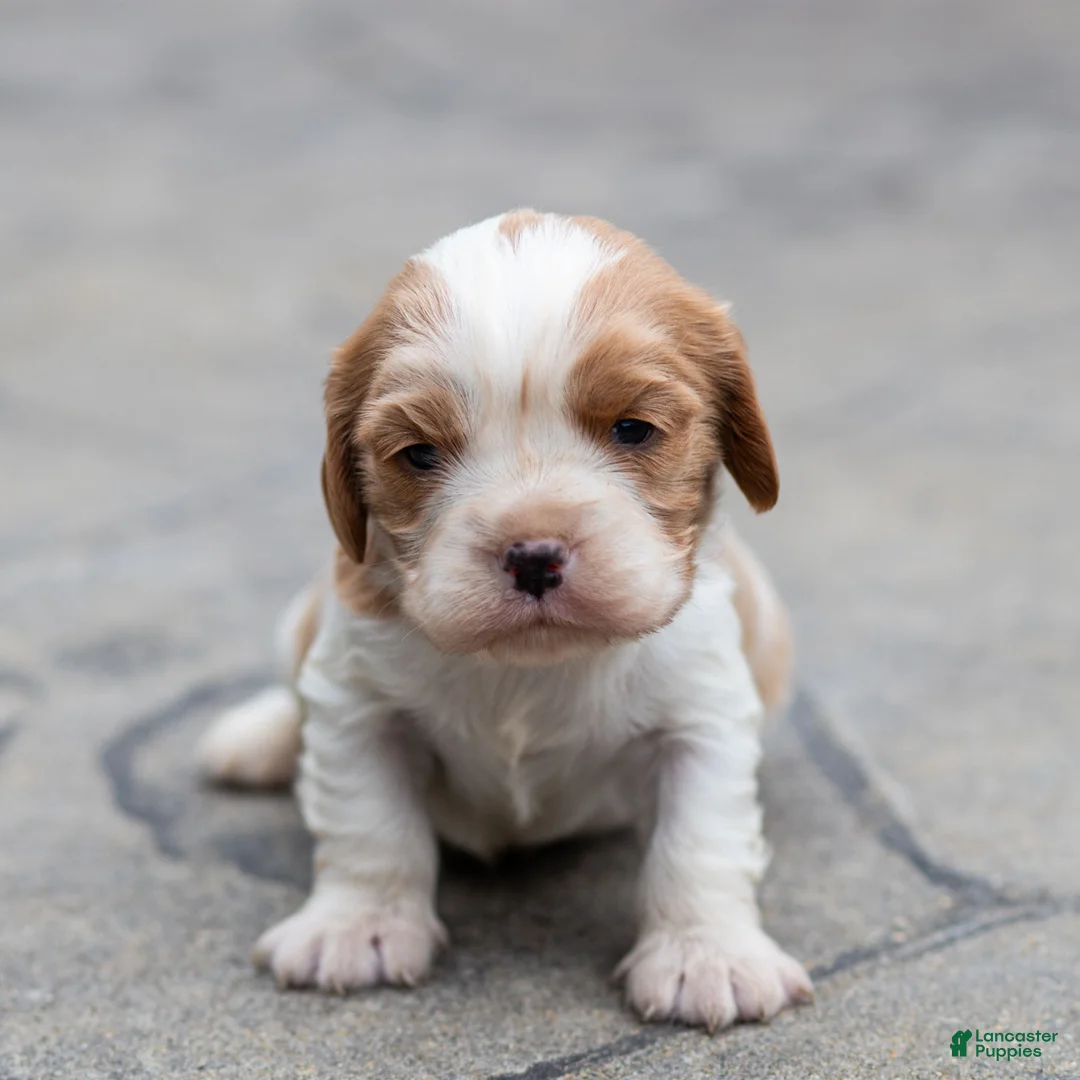 Cavalier King Charles Spaniel dogs for sale: Peter Cavalier King Charles Spaniel Puppy  - Ad 1