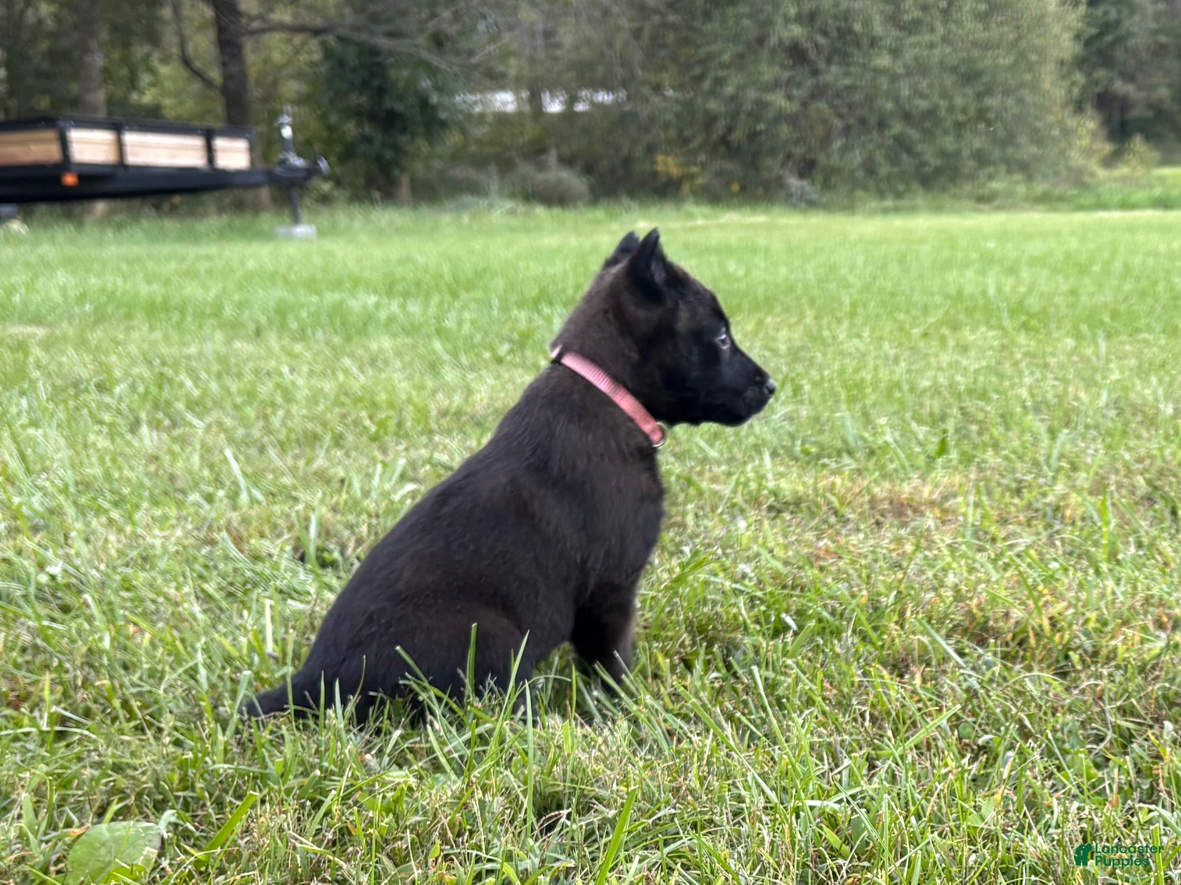 Belgian Malinois
