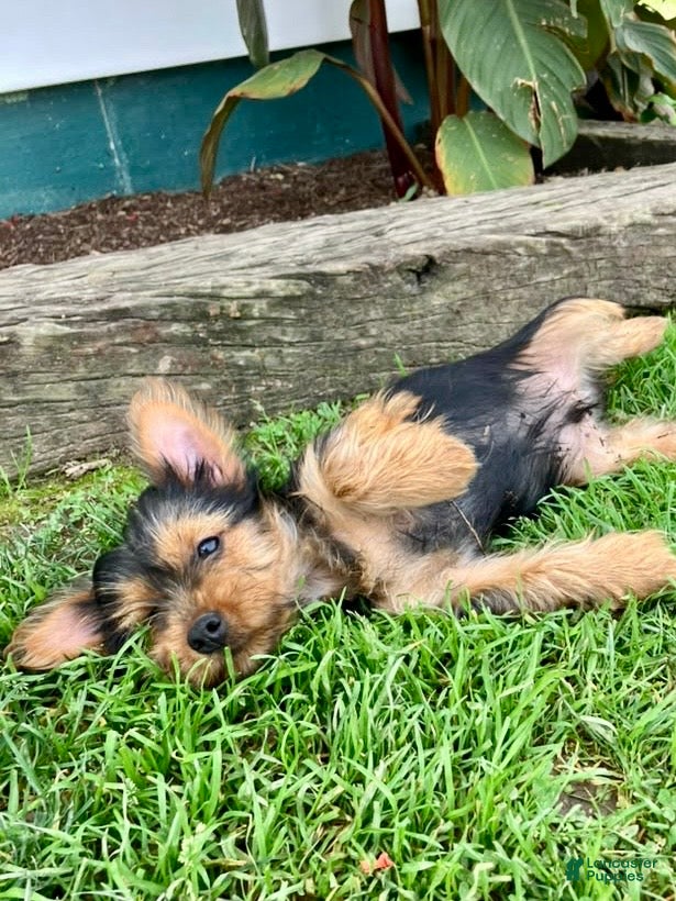 Yorkshire Terrier dogs Heath - Ad 2