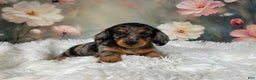 Miniature Dachshund dogs for sale: AKC-Maggie - Ad 3