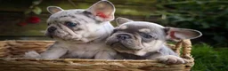 French Bulldog dogs for sale: 🐾 Meet Knox — A Happy Little Frenchie with Plenty of Love to Give! 🐾 - Ad 28