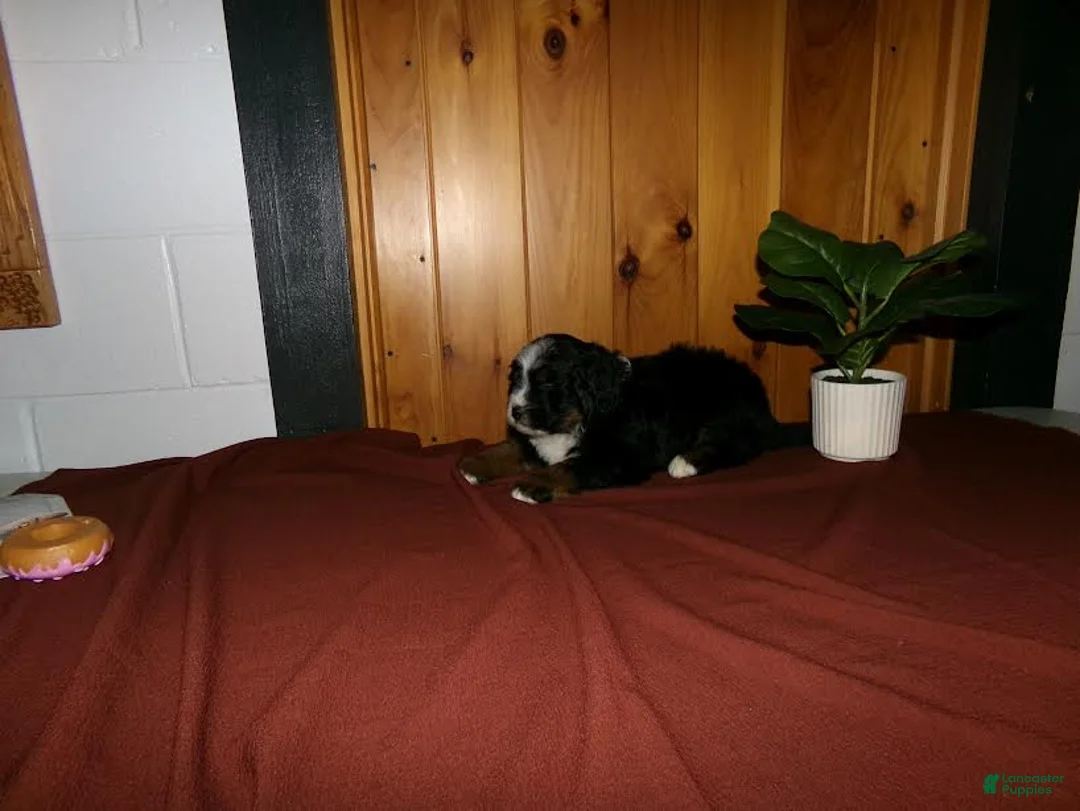 Mini Bernedoodle dogs for sale: Andre - Ad 2