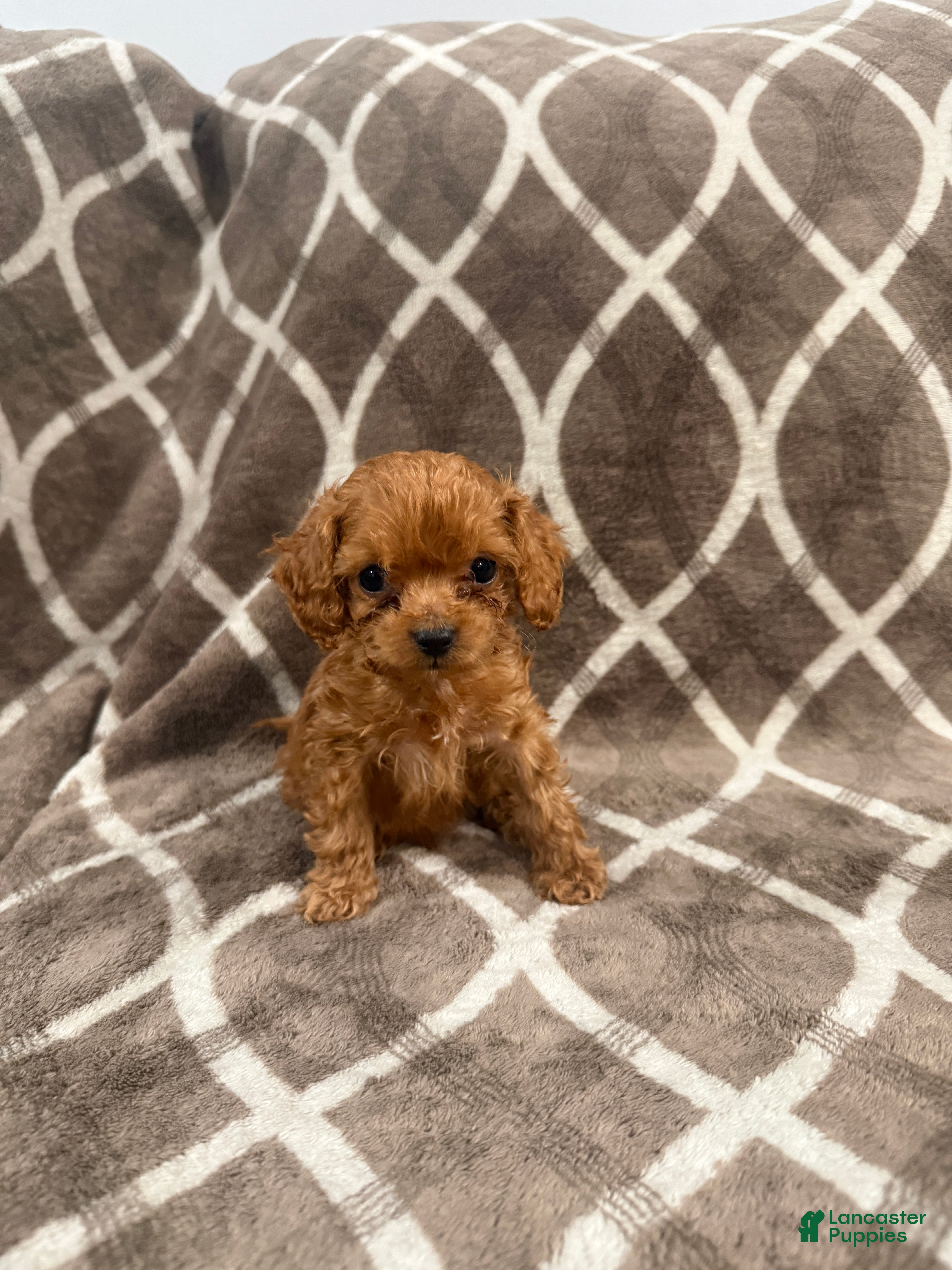 Cockapoo dogs Ranger - Ad 1