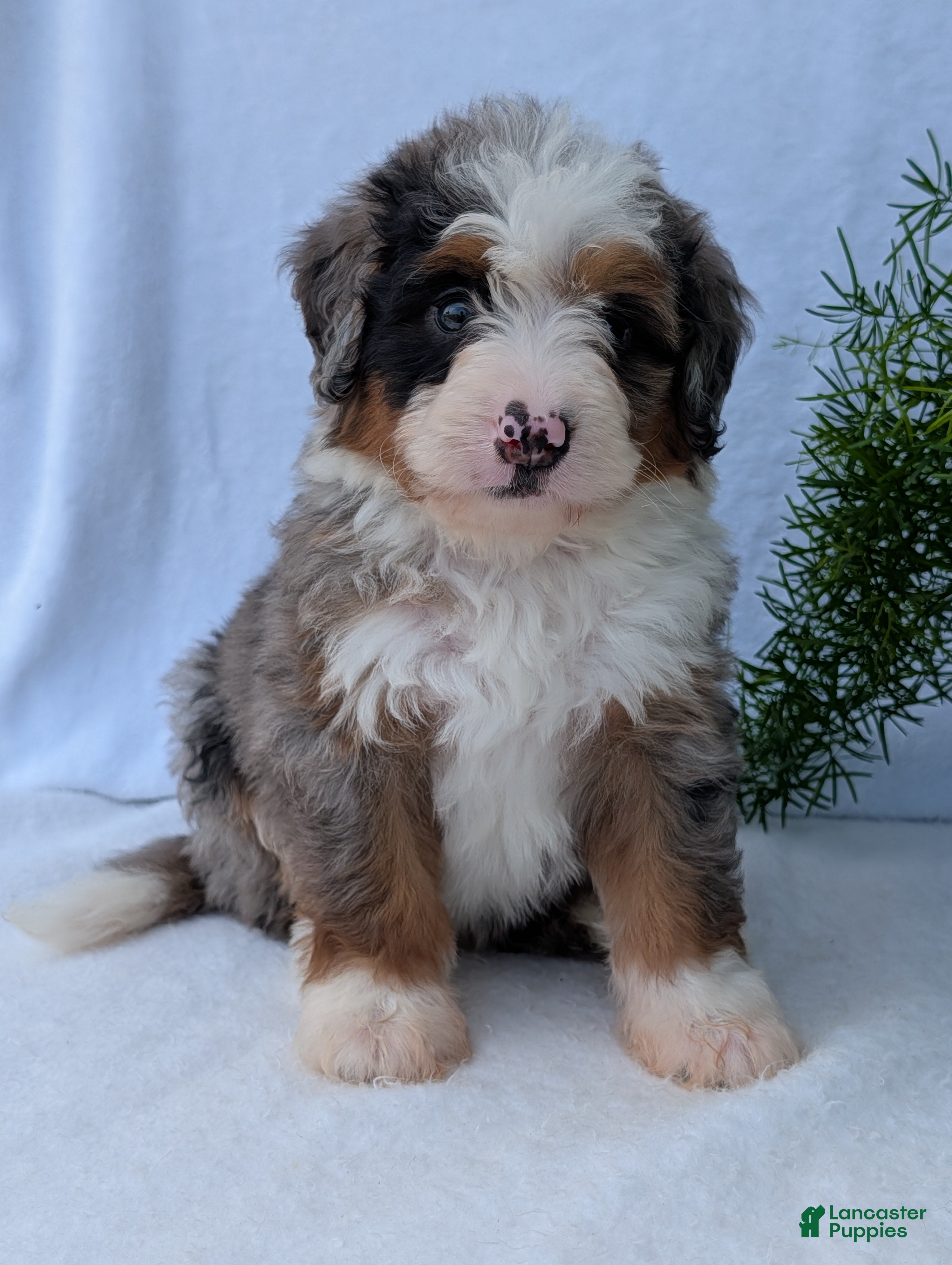 Mini Bernedoodle dogs Mini Marlo  - Ad 2